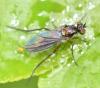 Rhaphium sp.